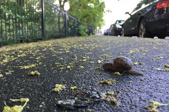 A garden snail crossing on a damp tarmac path. On the right hand side are cars parked on the side of the road. The snail is moving towards what looks like a green area on the left
