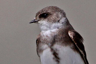 Sand Martin