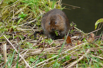 a water vole eating grass at a river bank