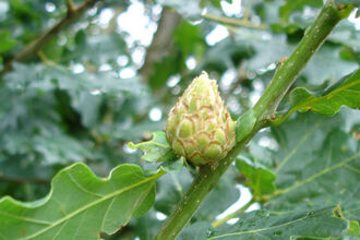 Growth on leaves of an oak tree