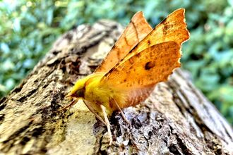 Yellow hairy moth standing on log