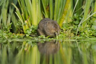 Water vole chewing a root