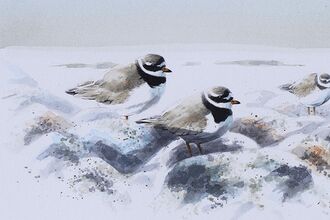 Ringed plovers in watercolour