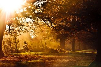 Woodland at twilight
