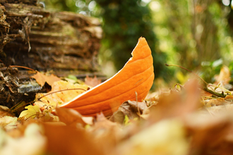 a pumpkin on a forest floor