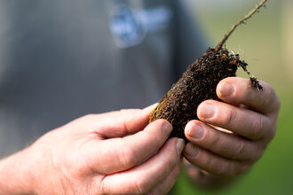 Hands holding a small plant root ball covered in soil.