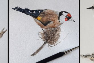 Illustrations of Blue Tit, Goldfinch and Lesser Ringed Plover