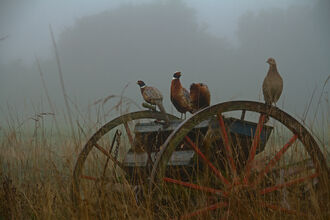 Birds perched on old cart in field, in the fog