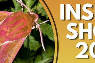 DaNES Insect Show 2026