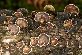 Fungi on tree branch