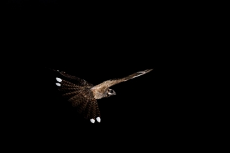 Nightjar Caprimulgus europaeus male displaying on warm summer night Suffolk Sandlings Spring / summer - David Tipling/2020VISION