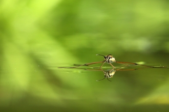 Pond skater