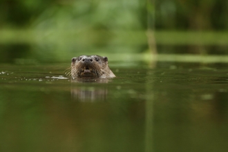 Otter swimming in a river with only its head showing above the surface