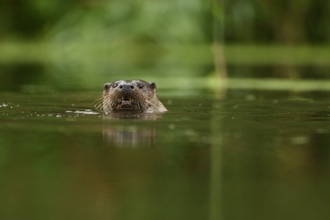 Otter swimming in a river with only its head showing above the surface