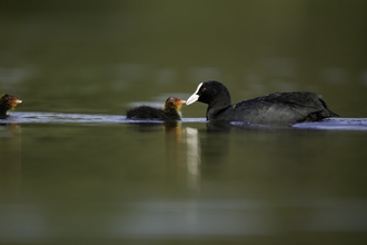 A begging coot chick is fed by a parent