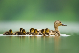 Mallard Anas platyrhynchos An adult female keeps her ducklings close on a tranquil lake at dawn. Derbyshire, UK