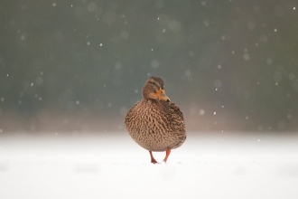 Mallard Anas platyrhynchos An adult female on a frozen lake in falling snow. Derbyshire, UK