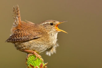 Wren singing