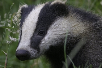 Badger