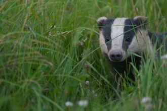 European badger (Meles meles) adult peering through long grass, Summer, Dorset, United Kingdom 