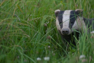 European badger (Meles meles) adult peering through long grass, Summer, Dorset, United Kingdom