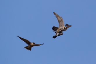 Juvenile male peregrine falcon (Falco peregrinus) chasing his parent with a kill at sunset, bristol, united kingdom, spring