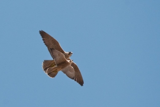 recently fledged juvenile peregrine falcons (Falco peregrinus) flying close together, central london, spring.