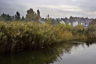 River with reedbed and housing in the background, The National Forest, UK