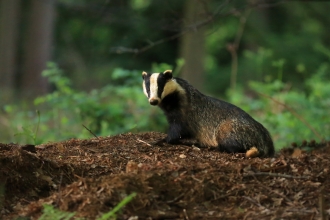 Badger in woodland