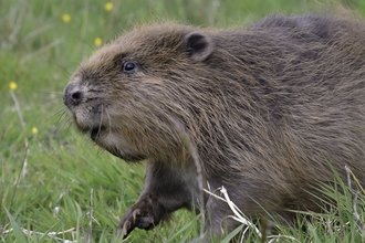 Beaver in grass
