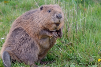 Beaver