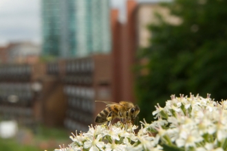 Bee on cow parsley, Sunnybank NR, Sheffield City Centre