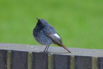 Black Redstart - Adam Jones