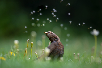 Blackbird sat on some grass amongst dandelion seeds floating through the air