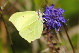 Brimstone butterfly
