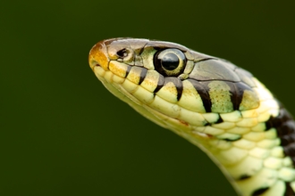 Grass Snake (Natrix natrix) basking in the spring, Cannock Chase, Staffordshire 