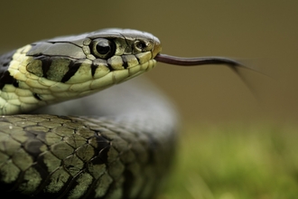 Grass Snake (Natrix natrix) basking in the spring, Cannock Chase, Staffordshire