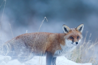 Red Fox (Vulpes vulpes) Vixen in the Snow during winter, Cannock Chase, Staffordshire - Danny Green/2020VISION