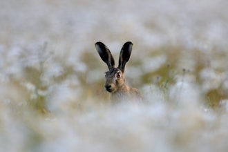 Brown Hare