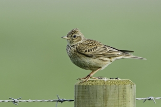 Small brown bird perched on fencepost