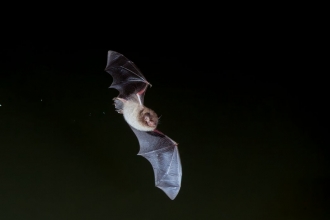 Daubenton's Bat, myotis daubentoni, adult, flying over water