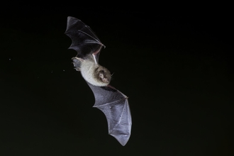Daubenton's Bat, flying over water