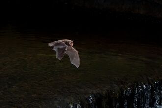 Daubenton's Bat, myotis daubentoni, sdult, flying over a weir, september - 