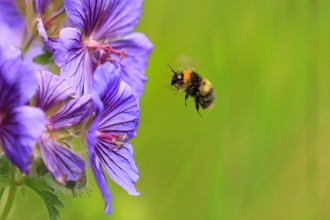 Early bumblebee