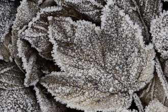 Leaves in frost