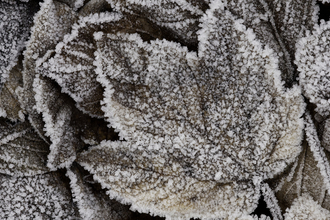 Leaves in frost