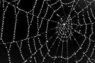 Spider's web covered in dew, Westhay SWT reserve, Somerset Levels, Somerset, England, UK - Guy Edwardes/2020VISION
