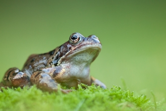 Common frog (Rana temporaria), Catcott Lows, Somerset Levels, Somerset, England, UK