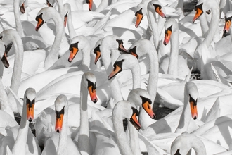 Mute swans (Cygnus olor) at Abbotsbury Swannery, Dorset, England, UK