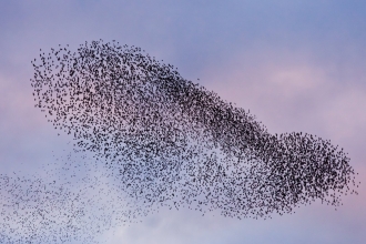 A murmuration of starlings